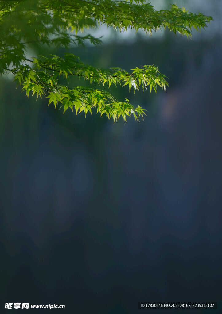 綠葉樹枝
