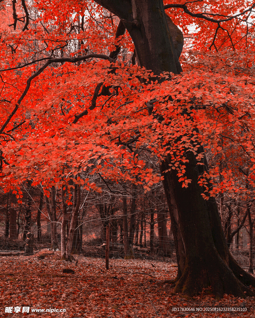 秋日紅楓美景