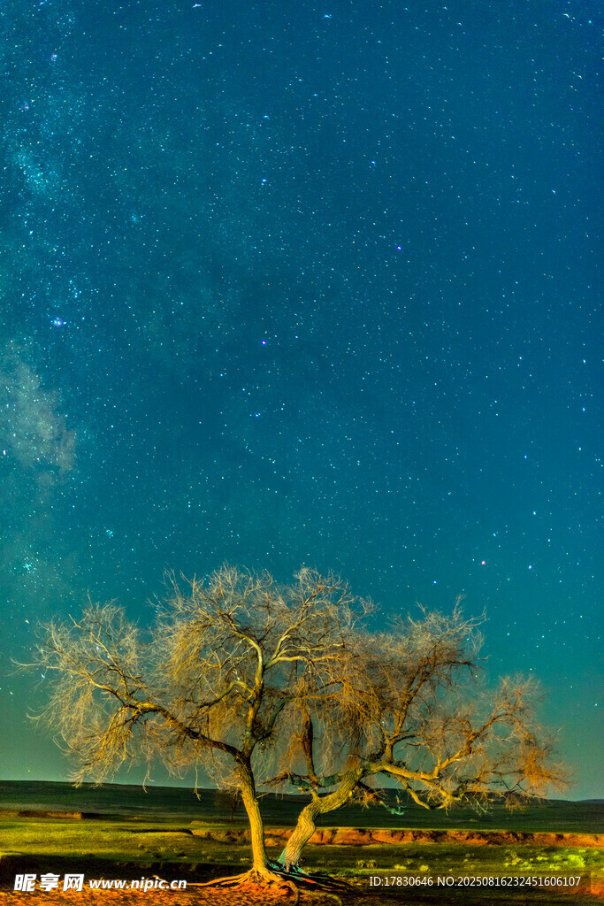 星空下的孤樹(shù)