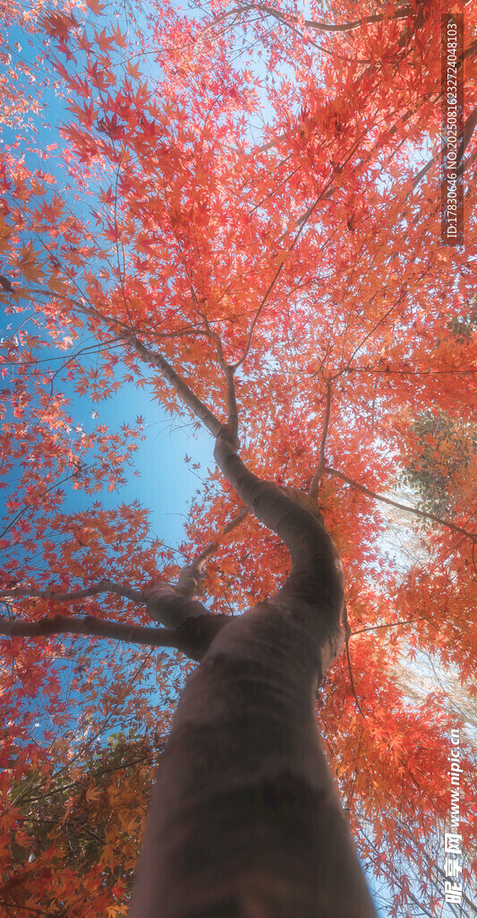 紅楓樹木