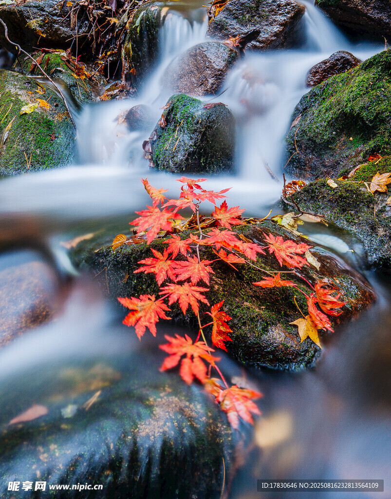 秋景溪流間的艷麗紅葉