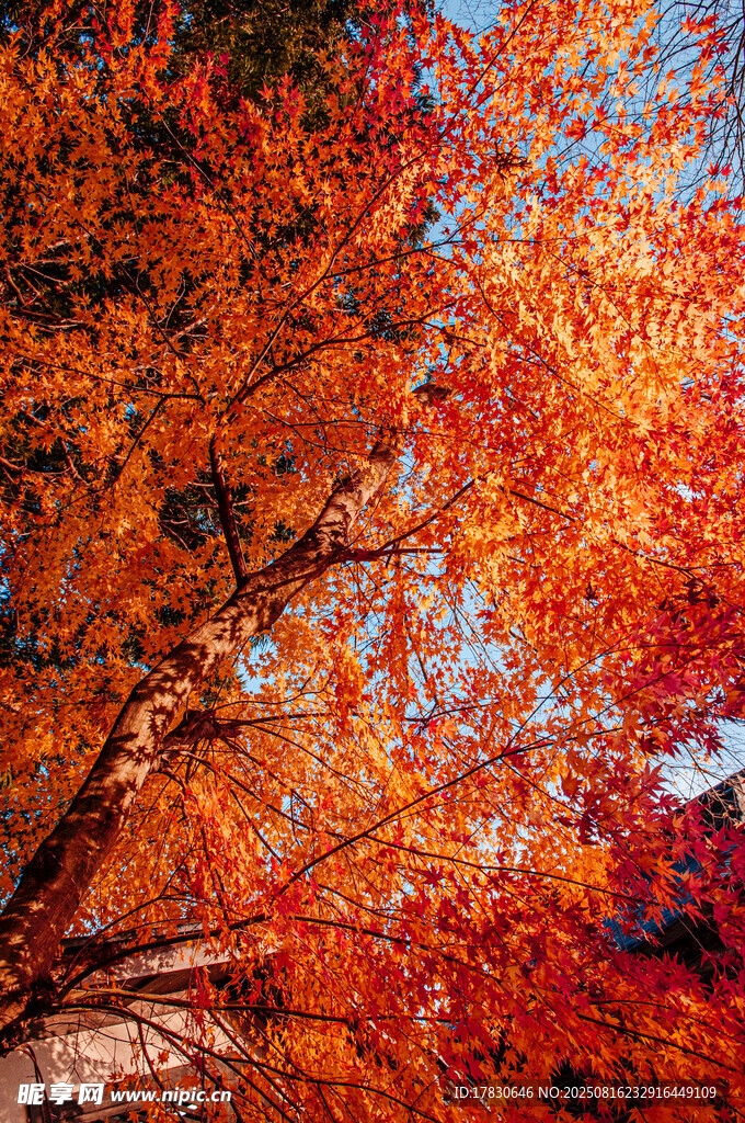 秋日絢爛紅葉樹景