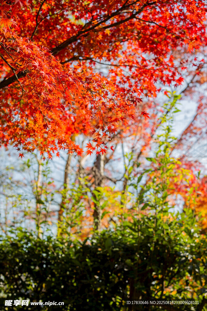 秋日紅楓美景