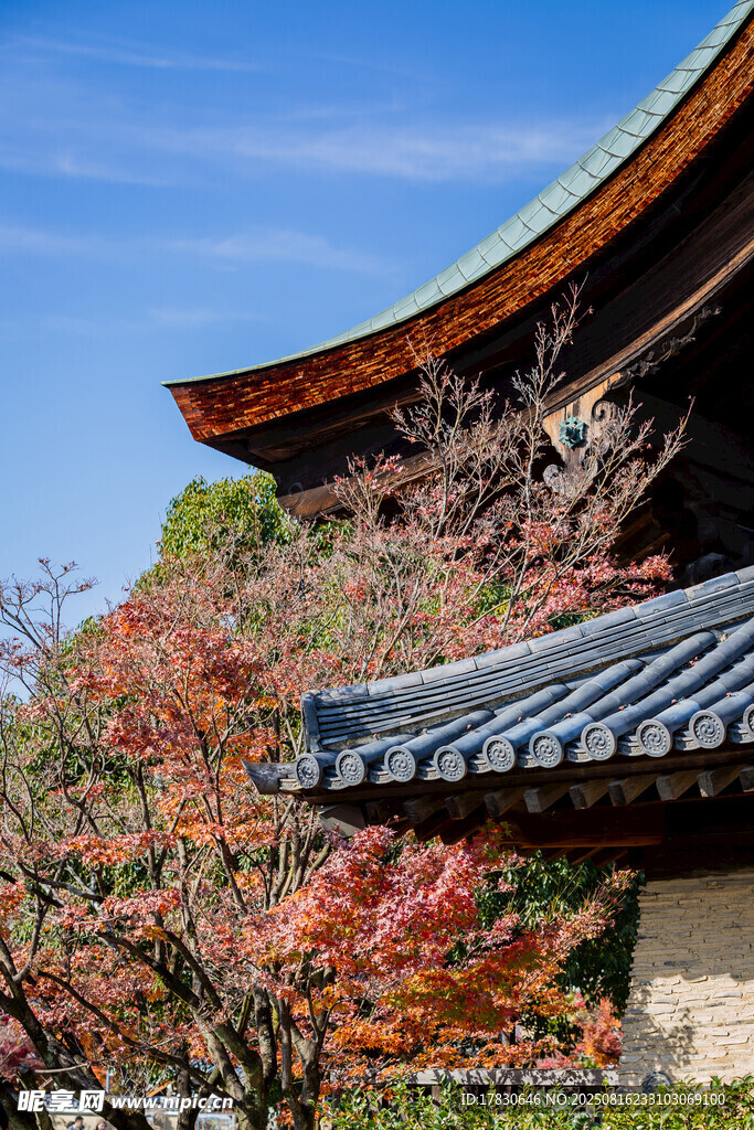 日式古建筑旁的絢爛紅葉