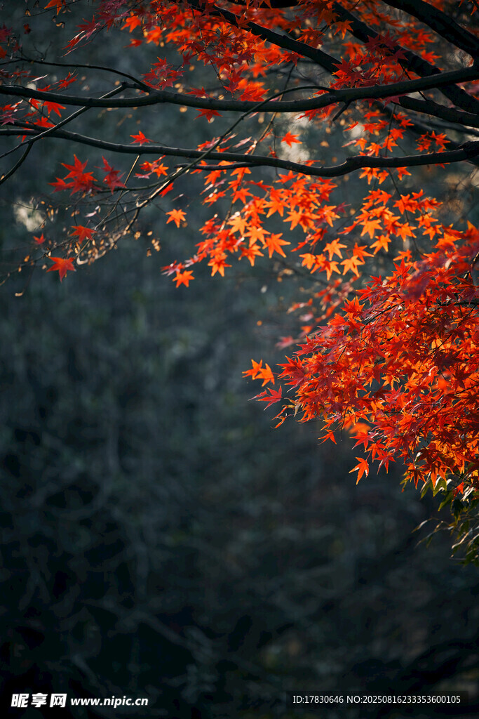 秋日紅楓垂于水面之景