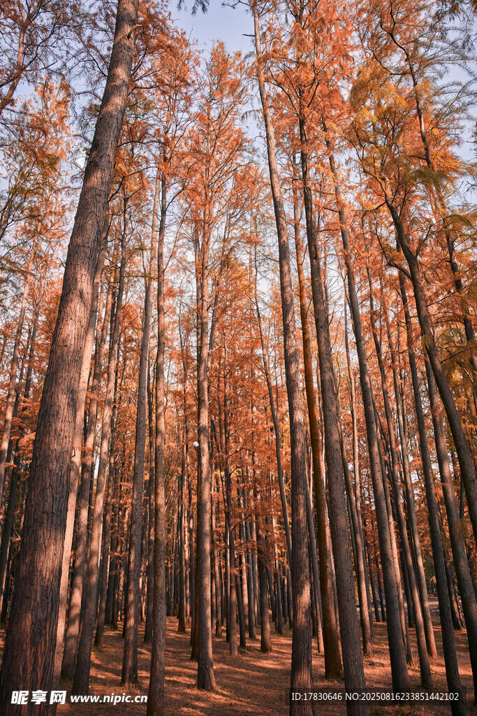 秋日紅杉林美景