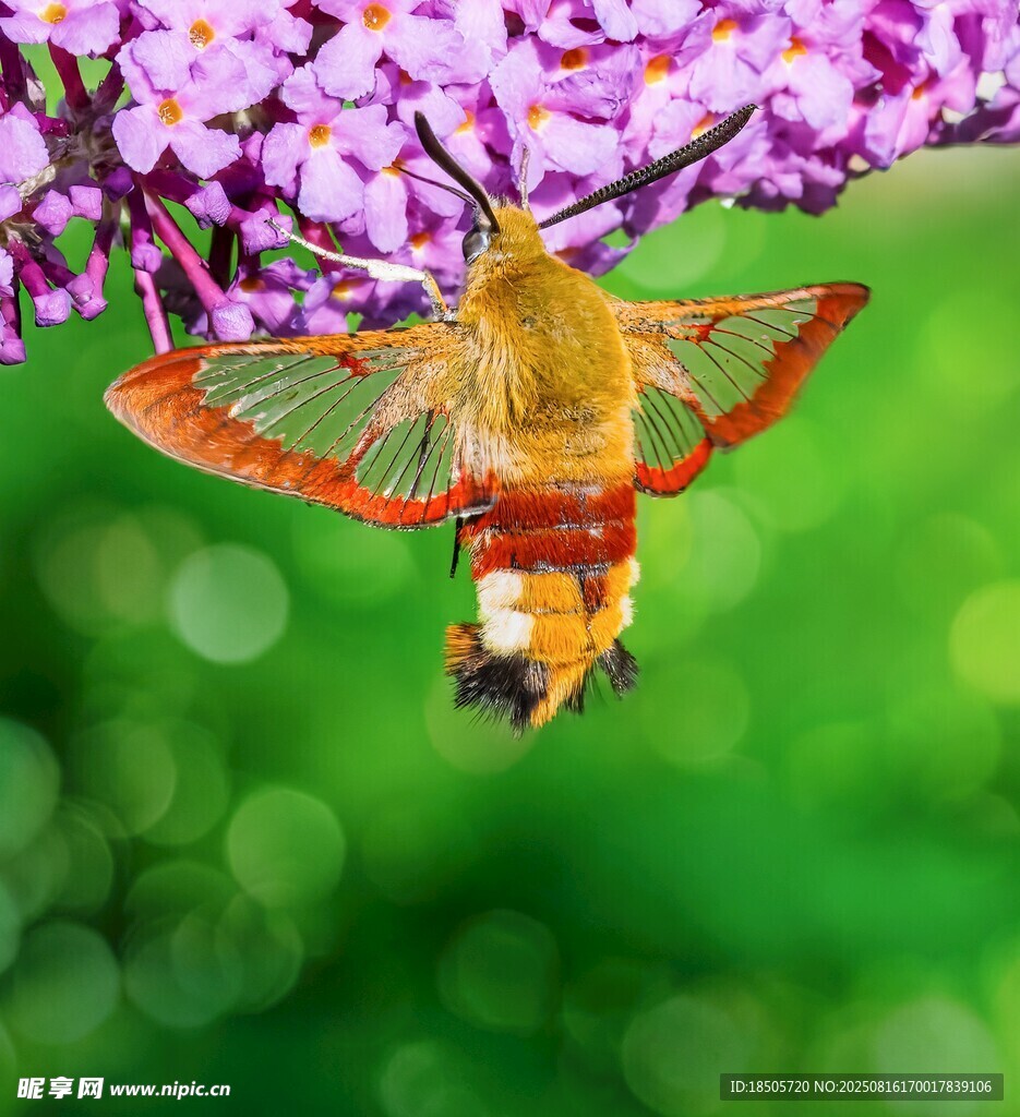 蜂鳥鷹蛾花間飛舞