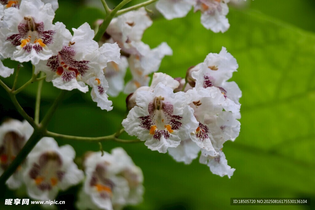 淡雅桐花綻放