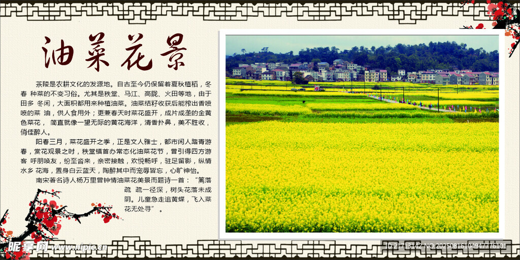 油菜花景