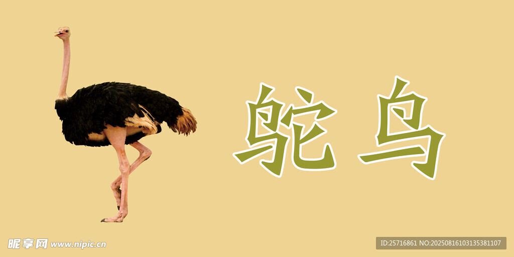 鴕鳥名牌