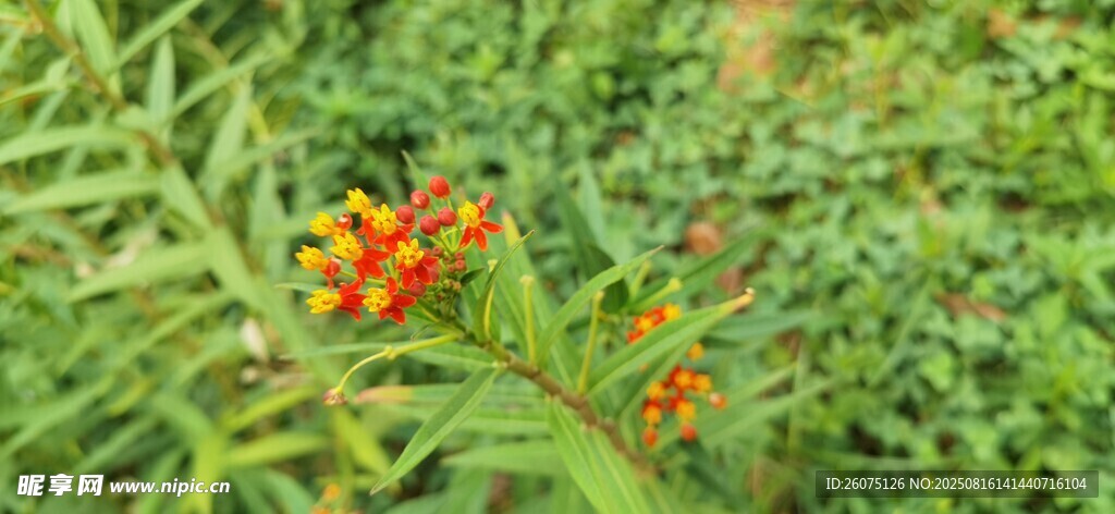 綠葉叢中的橙紅小花
