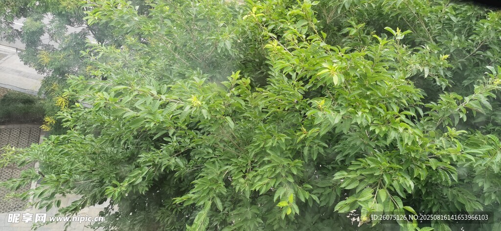 翠綠繁茂的樹木景觀