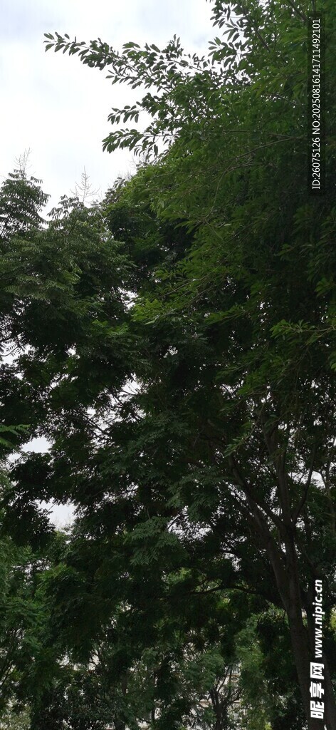 茂密綠樹景觀