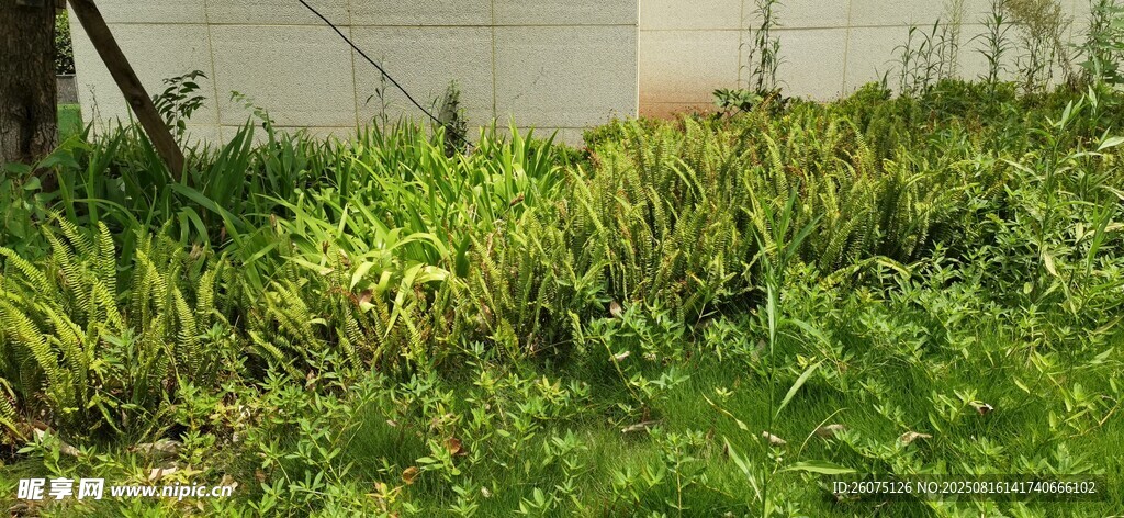 戶外繁茂綠植景觀