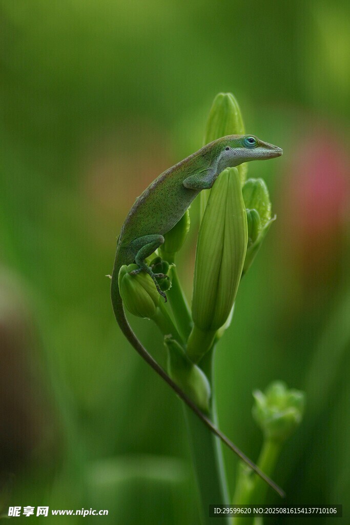 綠葉間的蜥蜴