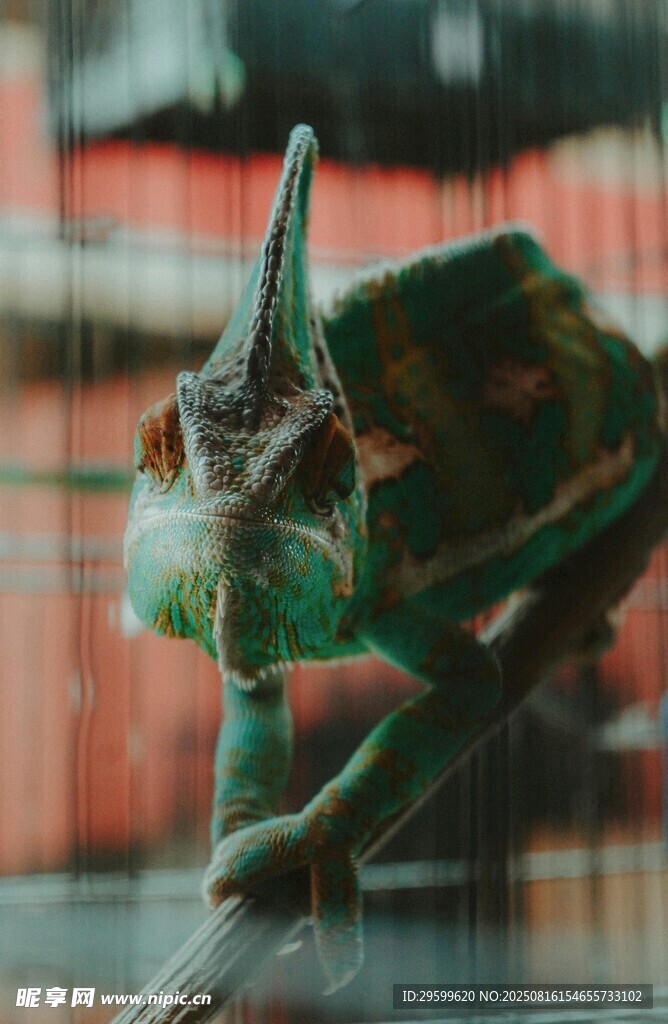 玻璃后棲息的綠色變色龍