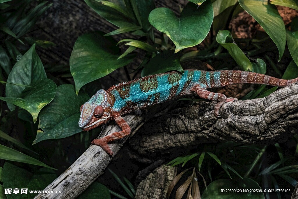 樹枝上的多彩變色龍