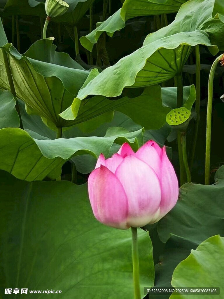荷花