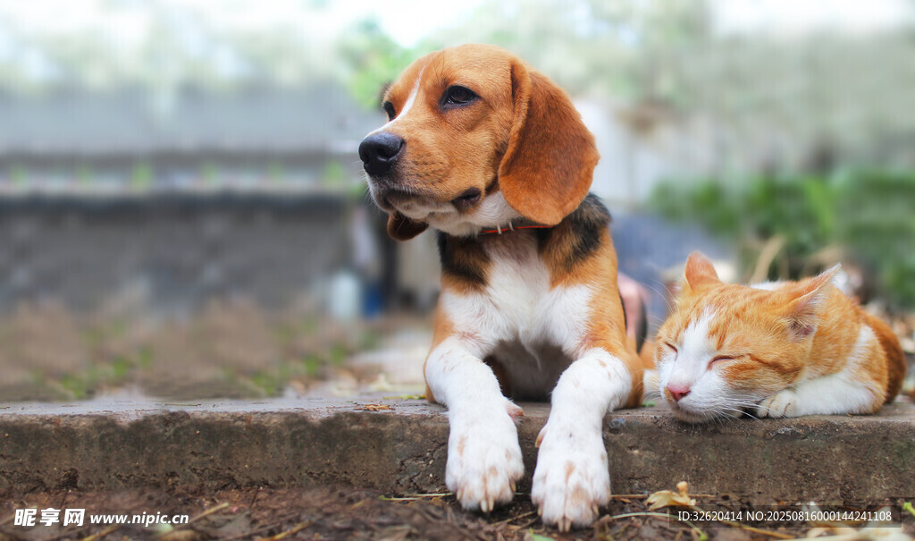 比格犬與貓咪親昵相伴