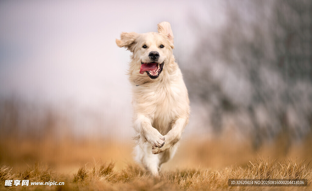 奔跑的金毛犬