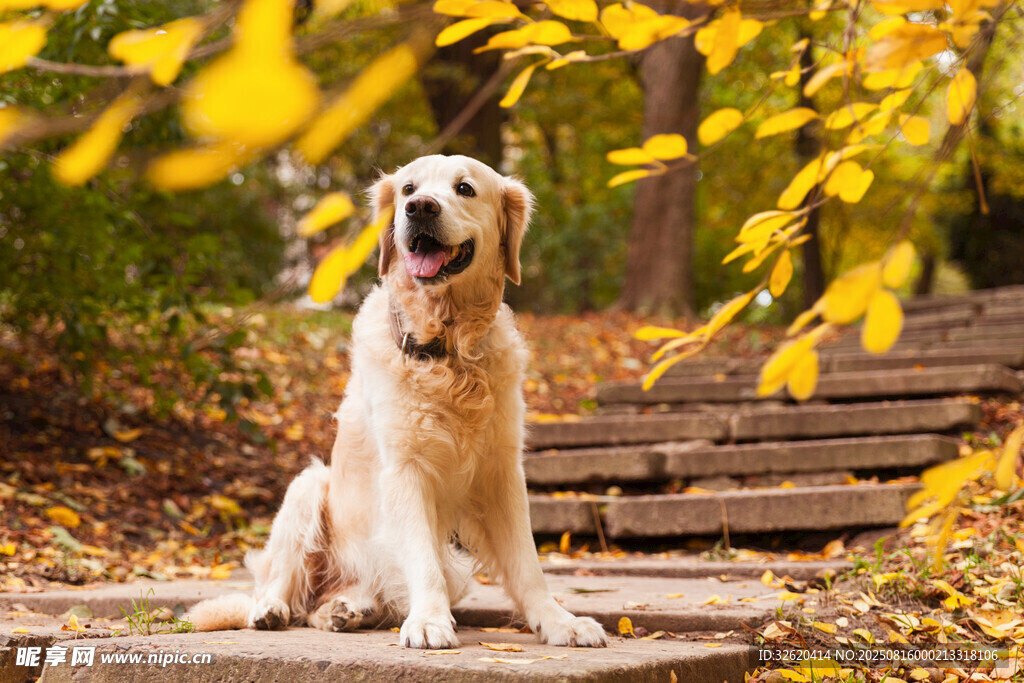 秋日林間的可愛金毛犬