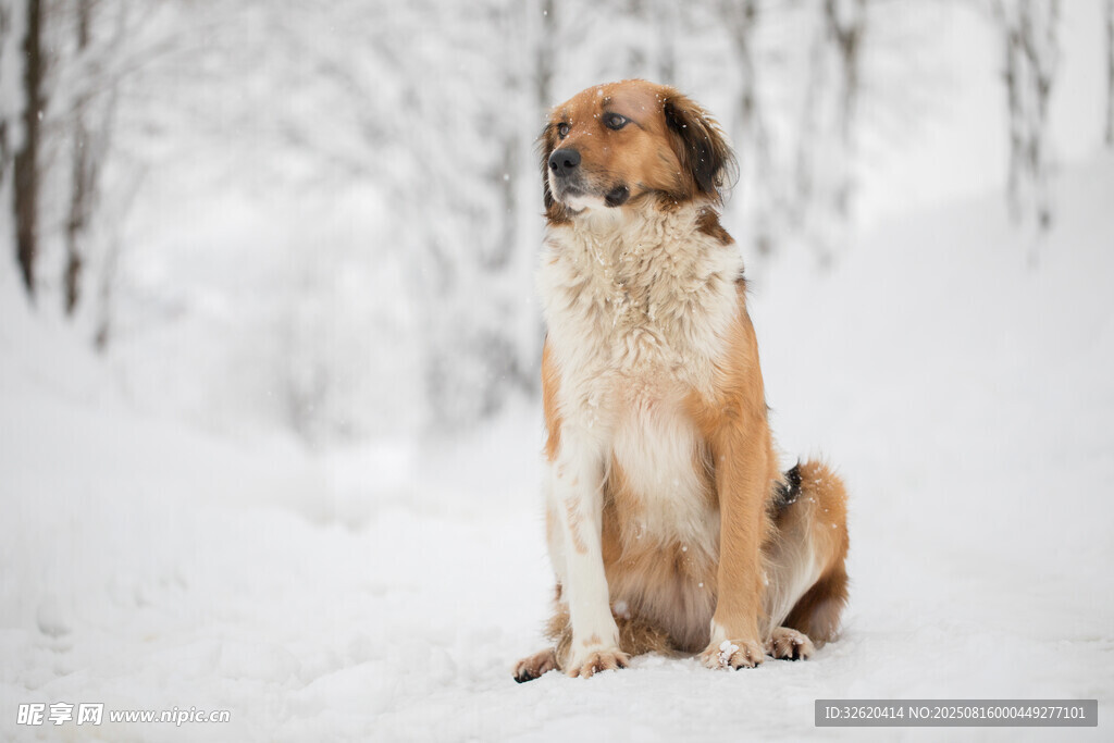 雪地中靜坐的長毛犬