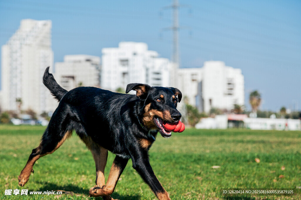 羅威納犬在草地快樂奔跑