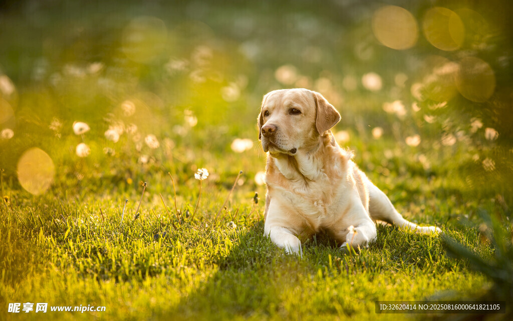 陽(yáng)光下的金毛犬