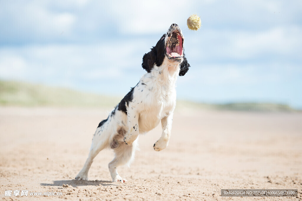 獵犬沙灘歡快接球瞬間