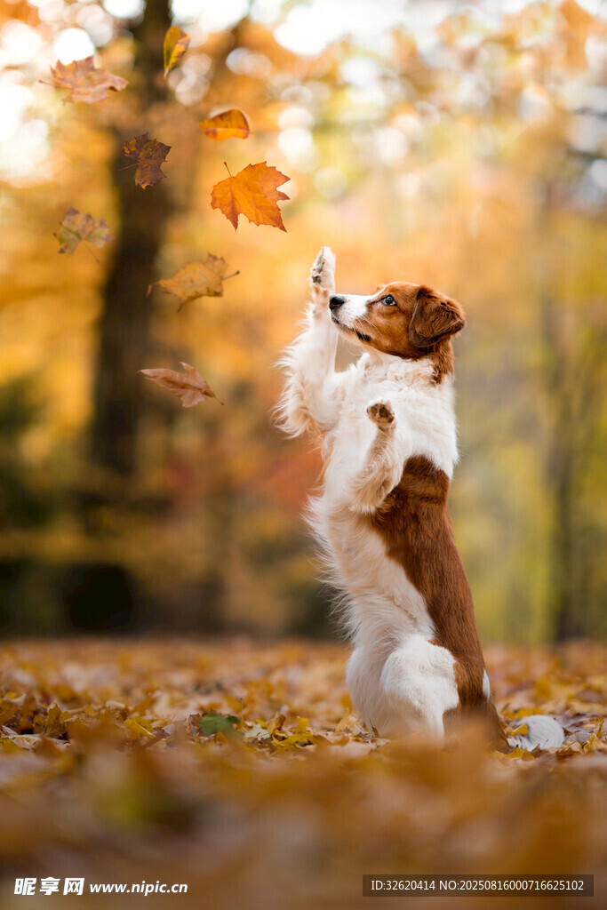 秋日萌犬歡快接落葉