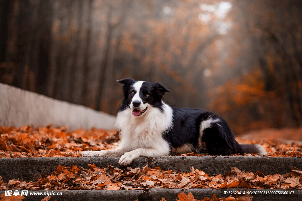 秋景中休憩的邊牧犬