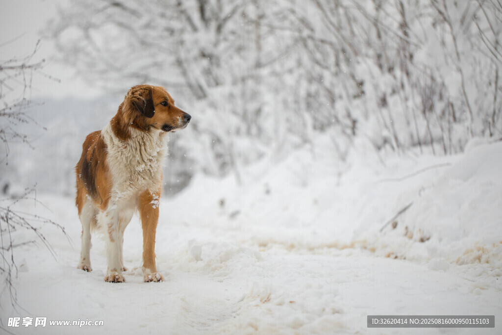 雪地中的牧羊犬