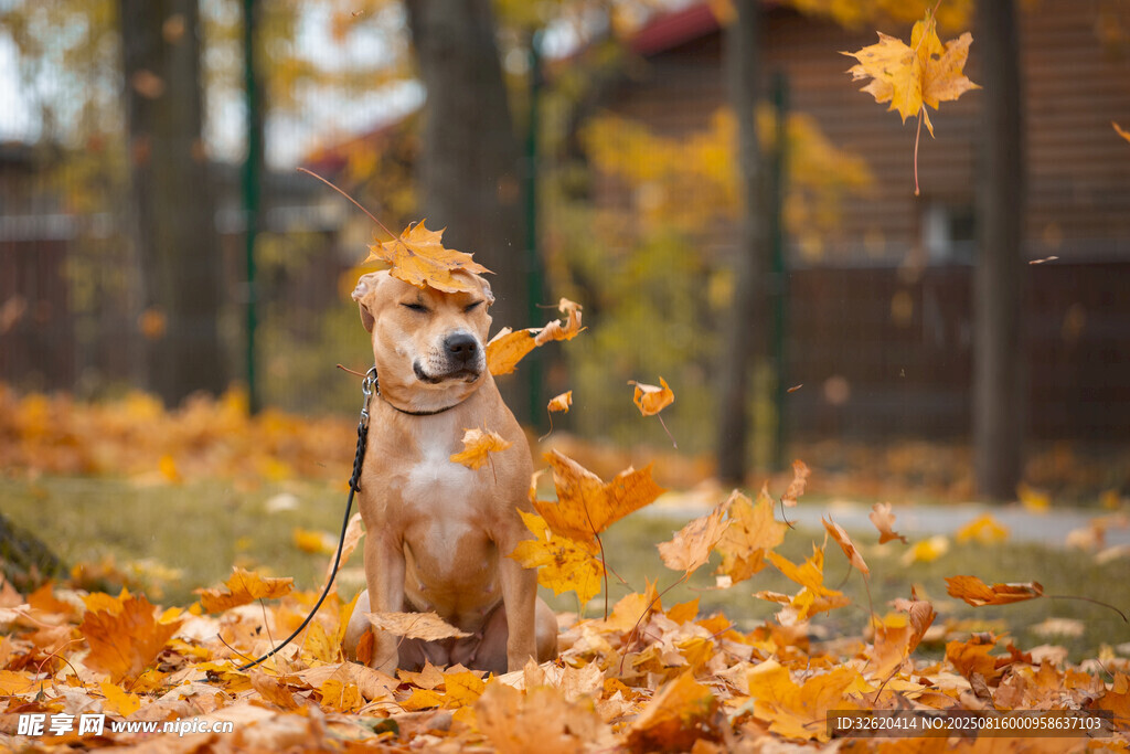 秋日萌犬置身落葉之中