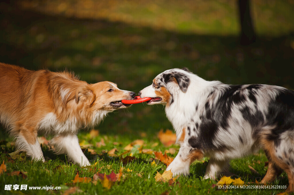 兩犬嬉戲爭奪紅色玩具