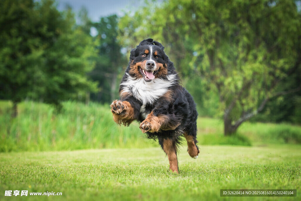 歡快奔跑的伯恩山犬