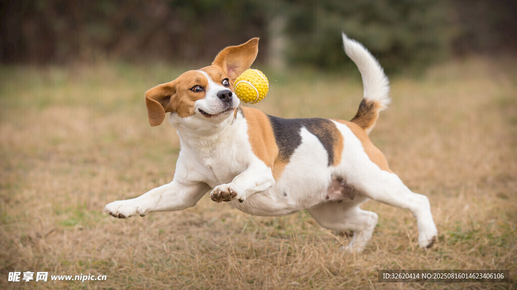奔跑的三色獵犬