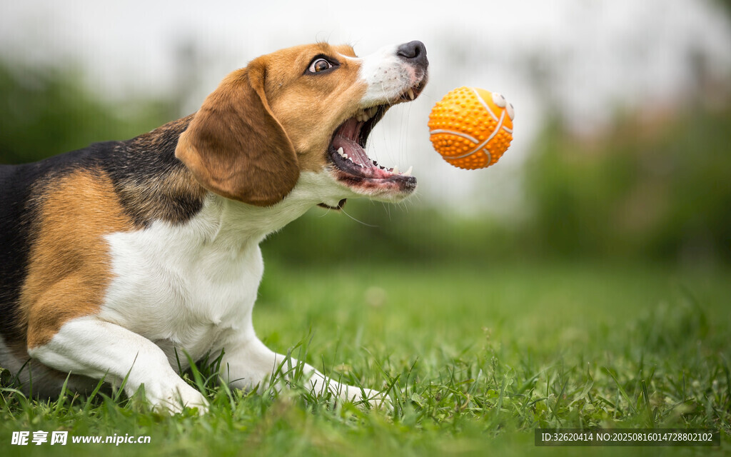 比格犬草地玩橙色球