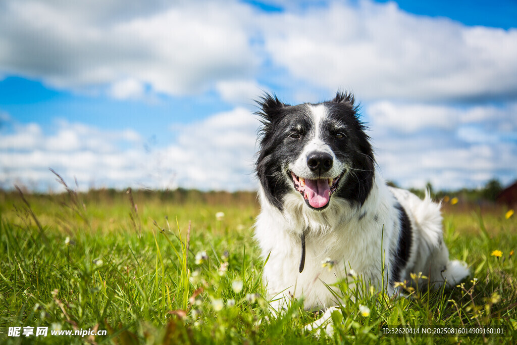 草地邊的快樂邊牧犬
