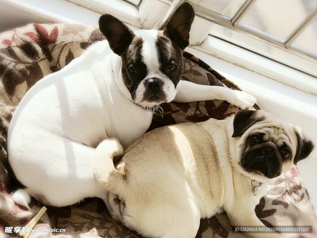兩只萌犬依偎在一起