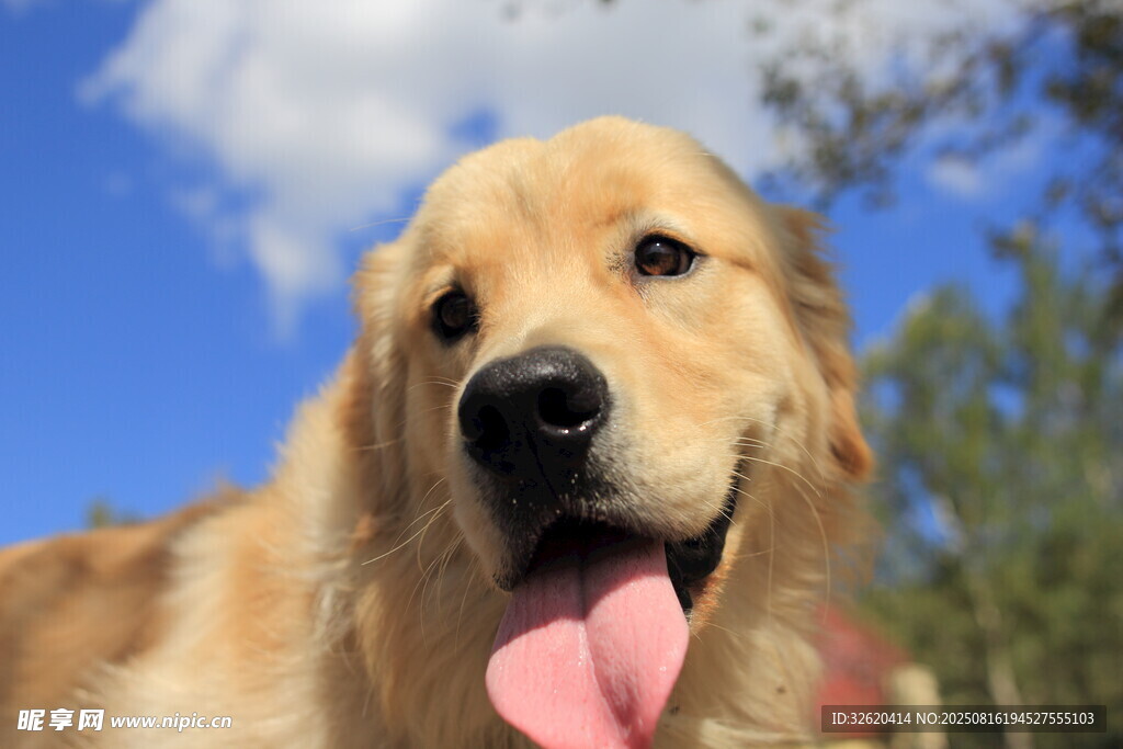 陽光下吐舌的可愛金毛犬
