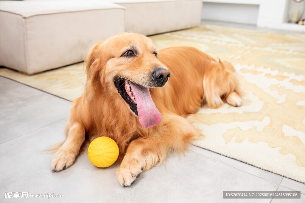 金毛犬愜意躺地玩球