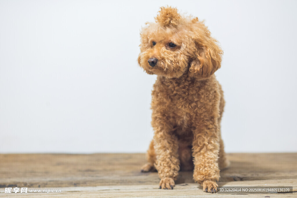 棕色泰迪犬乖巧坐于木面
