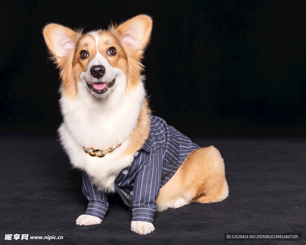 穿著毛衣的可愛柯基犬