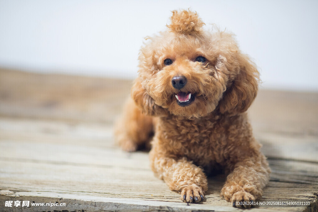 可愛棕色泰迪犬趴木板上