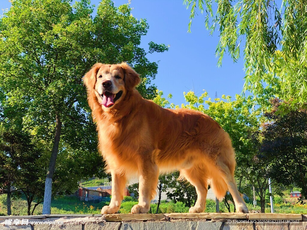 陽(yáng)光下的金毛犬