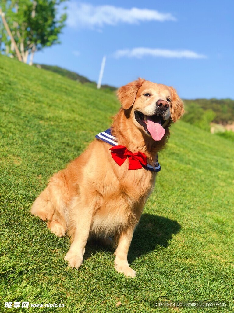 草地上的可愛(ài)金毛犬