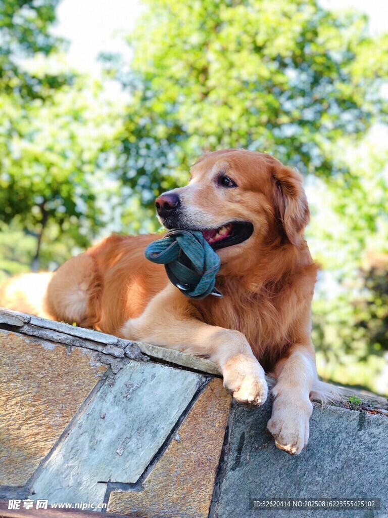 金毛犬叼玩具愜意休憩