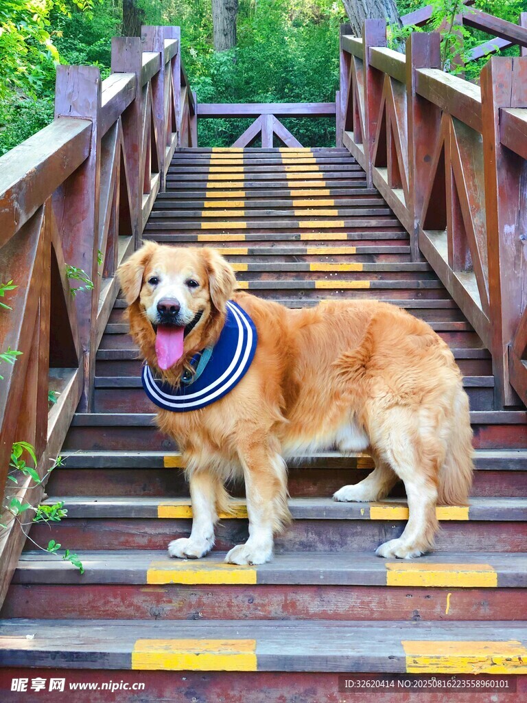 樓梯上的可愛金毛犬