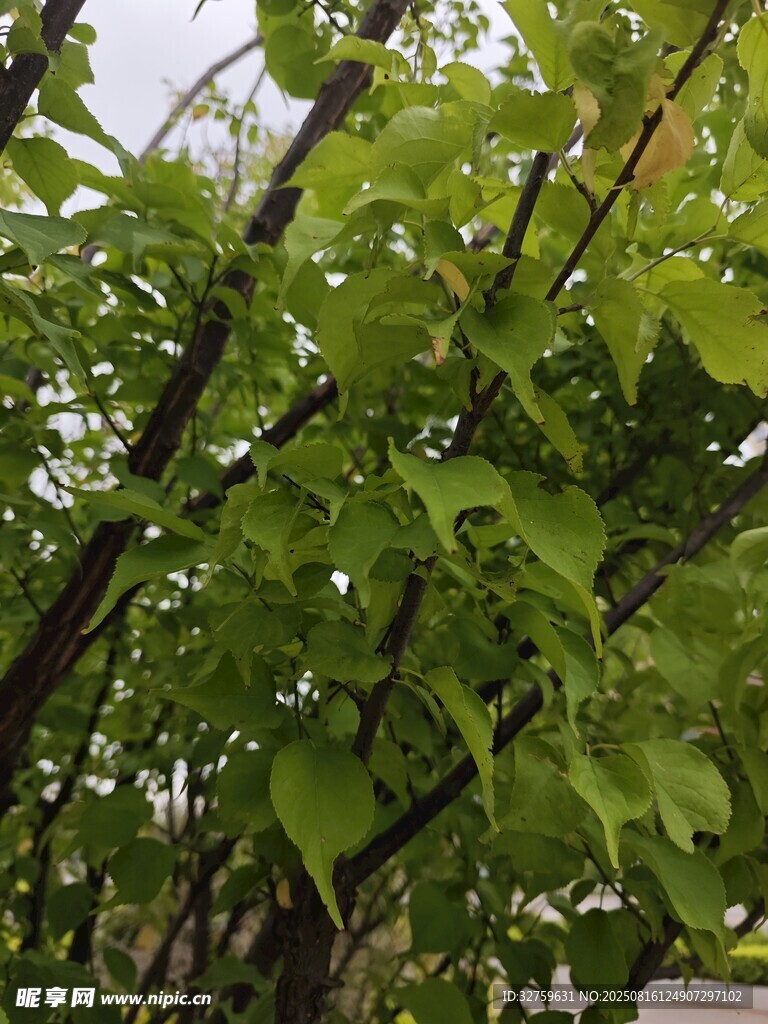 綠葉繁茂的樹枝