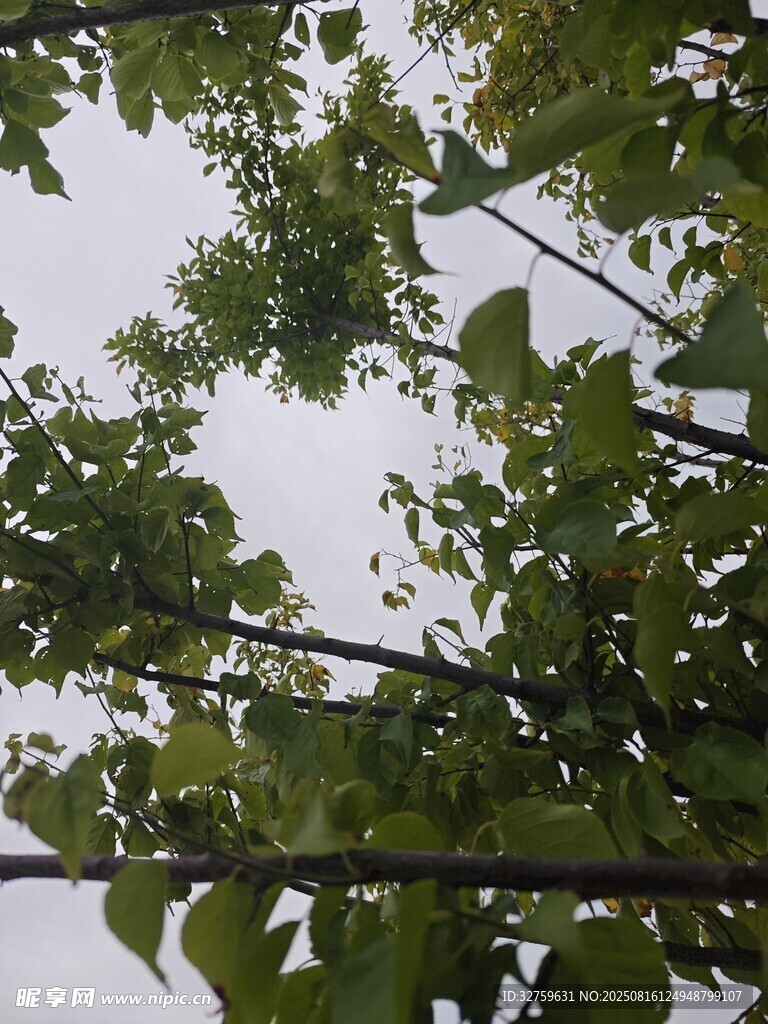 枝頭綠葉映天空